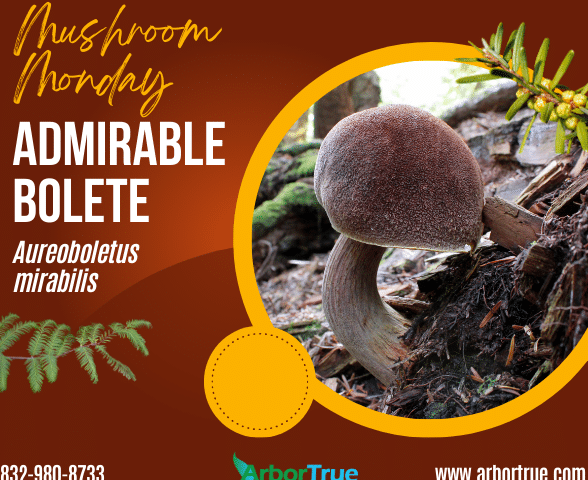 Mushroom Monday Admirable Bolete Aureoboletus mirabilis