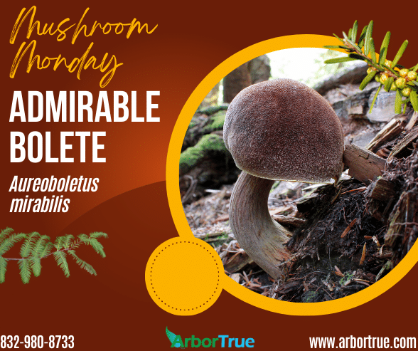 Mushroom Monday Admirable Bolete Aureoboletus mirabilis