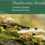 Mushroom Monday Common Bonnet Mycena gelericulata