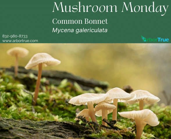 Mushroom Monday Common Bonnet Mycena gelericulata