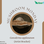 Mushroom Monday Ganoderma applanatum (Artist Bracket)