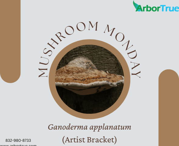 Mushroom Monday Ganoderma applanatum (Artist Bracket)