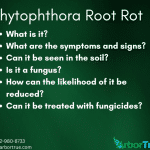 Phytophthora Root Rot