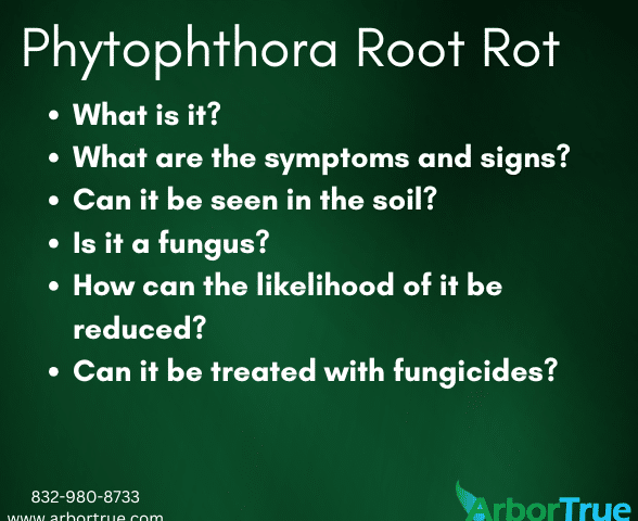 Phytophthora Root Rot