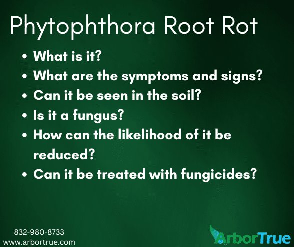 Phytophthora Root Rot