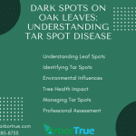 Dark Spots On Oak Leaves Understanding Tar Spot Disease