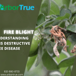 Fire Blight Understanding This Destructive Tree Disease