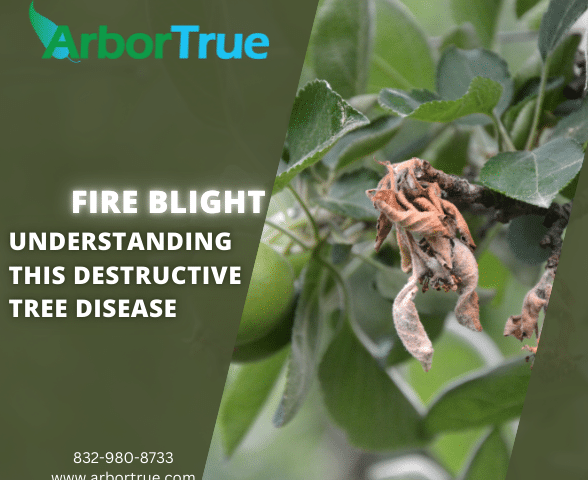 Fire Blight Understanding This Destructive Tree Disease