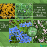 Ground Covers for Challenging Spaces A Houston Guide to Shade, Wet, and Dry Areas