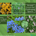 Ground Covers for Challenging Spaces A Houston Guide to Shade, Wet, and Dry Areas (2)