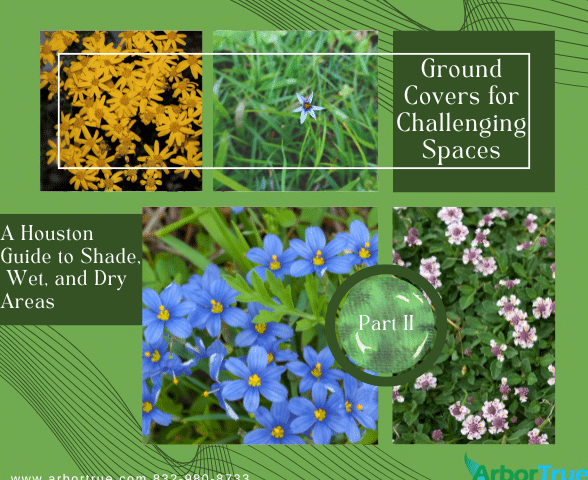 Ground Covers for Challenging Spaces A Houston Guide to Shade, Wet, and Dry Areas (2)