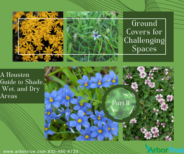 Ground Covers for Challenging Spaces A Houston Guide to Shade, Wet, and Dry Areas (2)