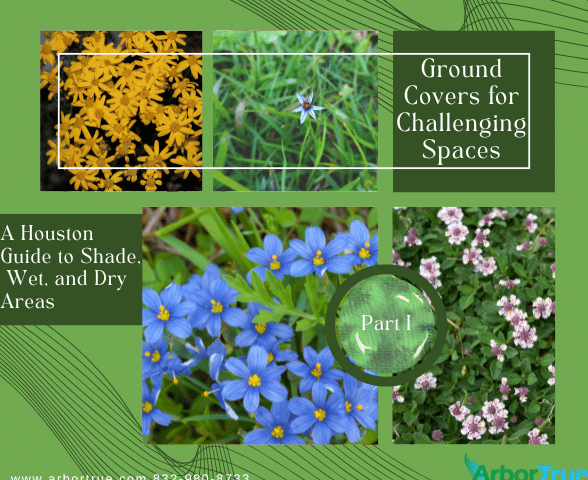 Ground Covers for Challenging Spaces A Houston Guide to Shade, Wet, and Dry Areas