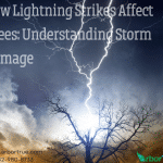 How Lightning Strikes Affect Trees Understanding Storm Damage