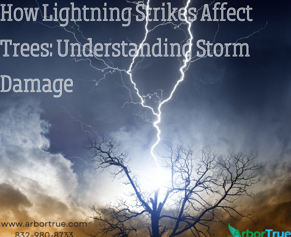 How Lightning Strikes Affect Trees Understanding Storm Damage