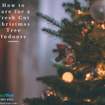 How to Care for a Fresh Cut Christmas Tree Indoors