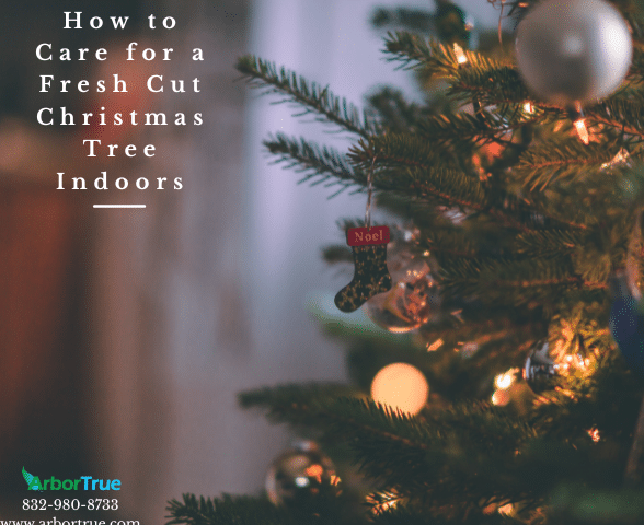 How to Care for a Fresh Cut Christmas Tree Indoors