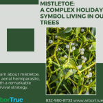 Mistletoe A Complex Holiday Symbol Living in Our Trees