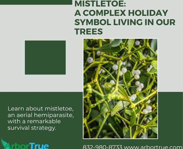 Mistletoe A Complex Holiday Symbol Living in Our Trees