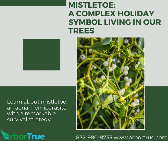 Mistletoe A Complex Holiday Symbol Living in Our Trees