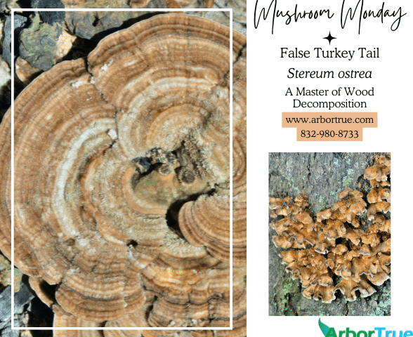 Mushroom Monday False Turkey Tail Stereum ostrea