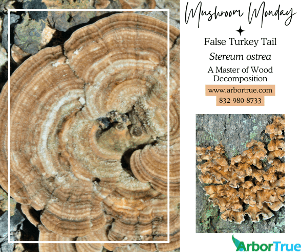 Mushroom Monday False Turkey Tail Stereum ostrea