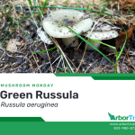 Mushroom Monday Green Russula (Russula aeruginea)