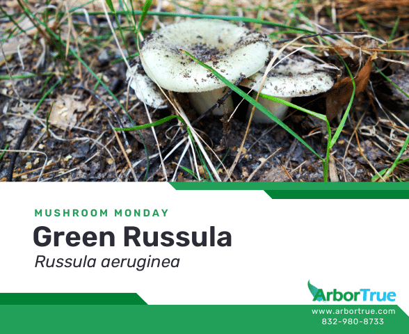 Mushroom Monday Green Russula (Russula aeruginea)