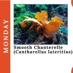 Mushroom Monday Smooth Chanterelle (Cantharellus lateritius)