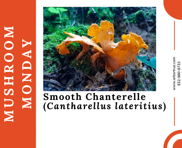 Mushroom Monday Smooth Chanterelle (Cantharellus lateritius)