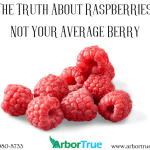 The Truth About Raspberries Not Your Average Berry