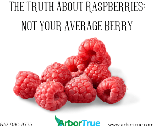 The Truth About Raspberries Not Your Average Berry