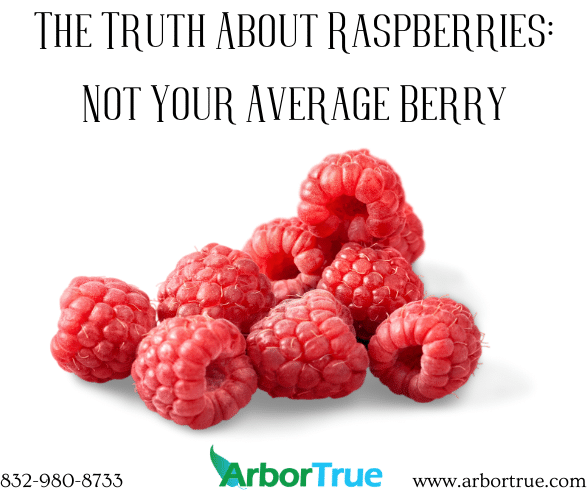 The Truth About Raspberries Not Your Average Berry