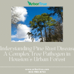 Understanding Pine Rust Disease A Complex Tree Pathogen in Houston's Urban Forest