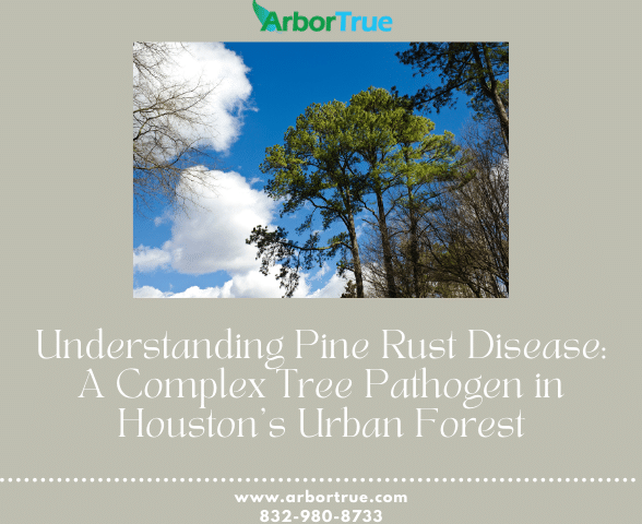 Understanding Pine Rust Disease A Complex Tree Pathogen in Houston's Urban Forest