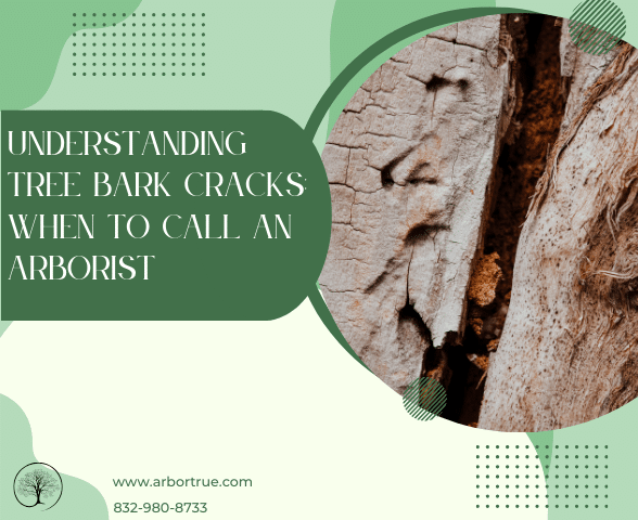 Understanding Tree Bark Cracks When to Call an Arborist