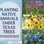 Planting Native Annuals Under Texas Trees: A Spring Planning Guide