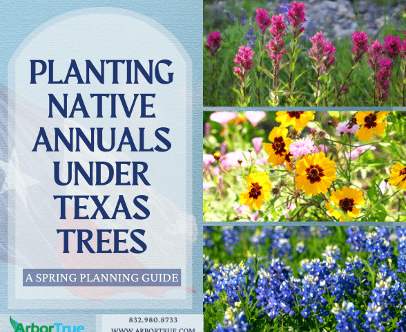 Planting Native Annuals Under Texas Trees: A Spring Planning Guide