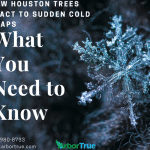 How Houston Trees React to Sudden Cold Snaps What You Need to Know