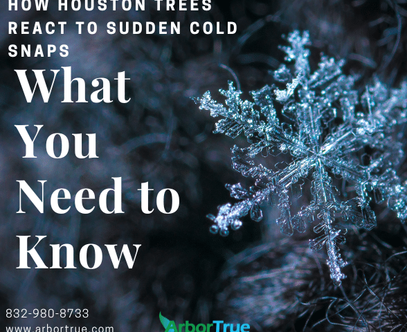 How Houston Trees React to Sudden Cold Snaps What You Need to Know