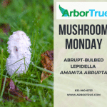 Mushroom Monday Abrupt-Bulbed Lepidella Amanita Abrupta