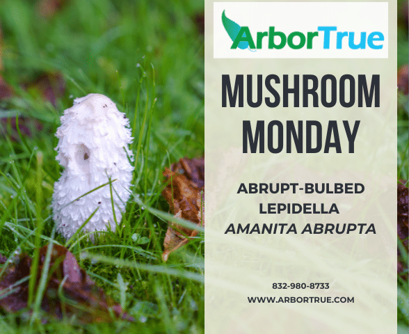 Mushroom Monday Abrupt-Bulbed Lepidella Amanita Abrupta