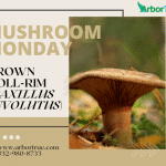 Mushroom Monday Brown Roll-Rim (Paxillus involutus)