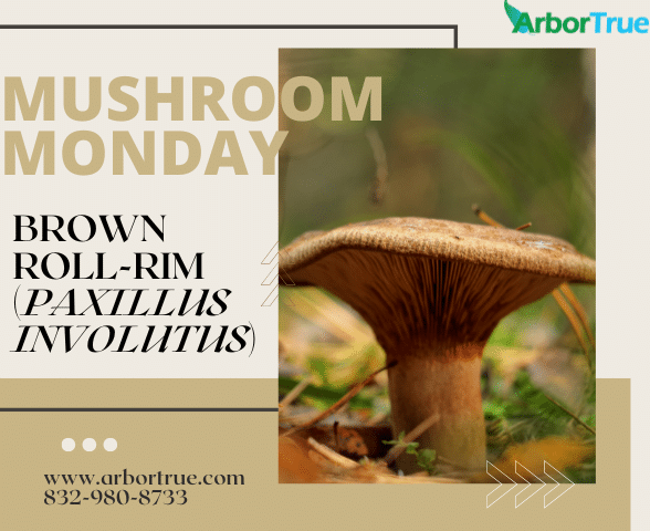 Mushroom Monday Brown Roll-Rim (Paxillus involutus)