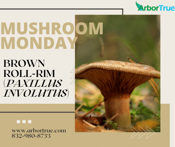 Mushroom Monday Brown Roll-Rim (Paxillus involutus)