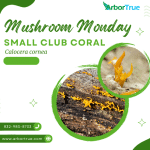 Mushroom Monday Small Club Coral (Calocera cornea)