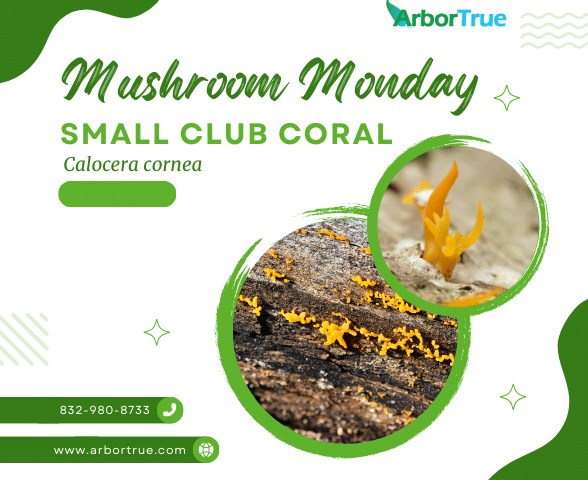 Mushroom Monday Small Club Coral (Calocera cornea)