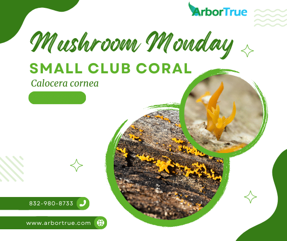 Mushroom Monday Small Club Coral (Calocera cornea)