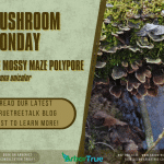 Mushroom Monday The Mossy Maze Polypore (Cerrena unicolor)