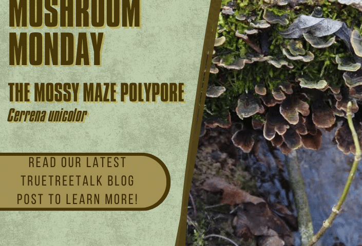 Mushroom Monday The Mossy Maze Polypore (Cerrena unicolor)
